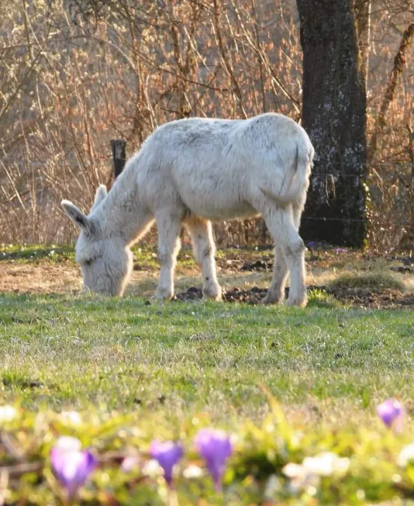 âne blanc