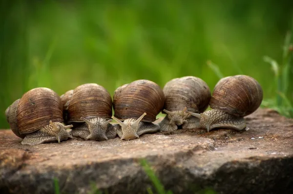 La Ferme aux Escargots d'Arno
