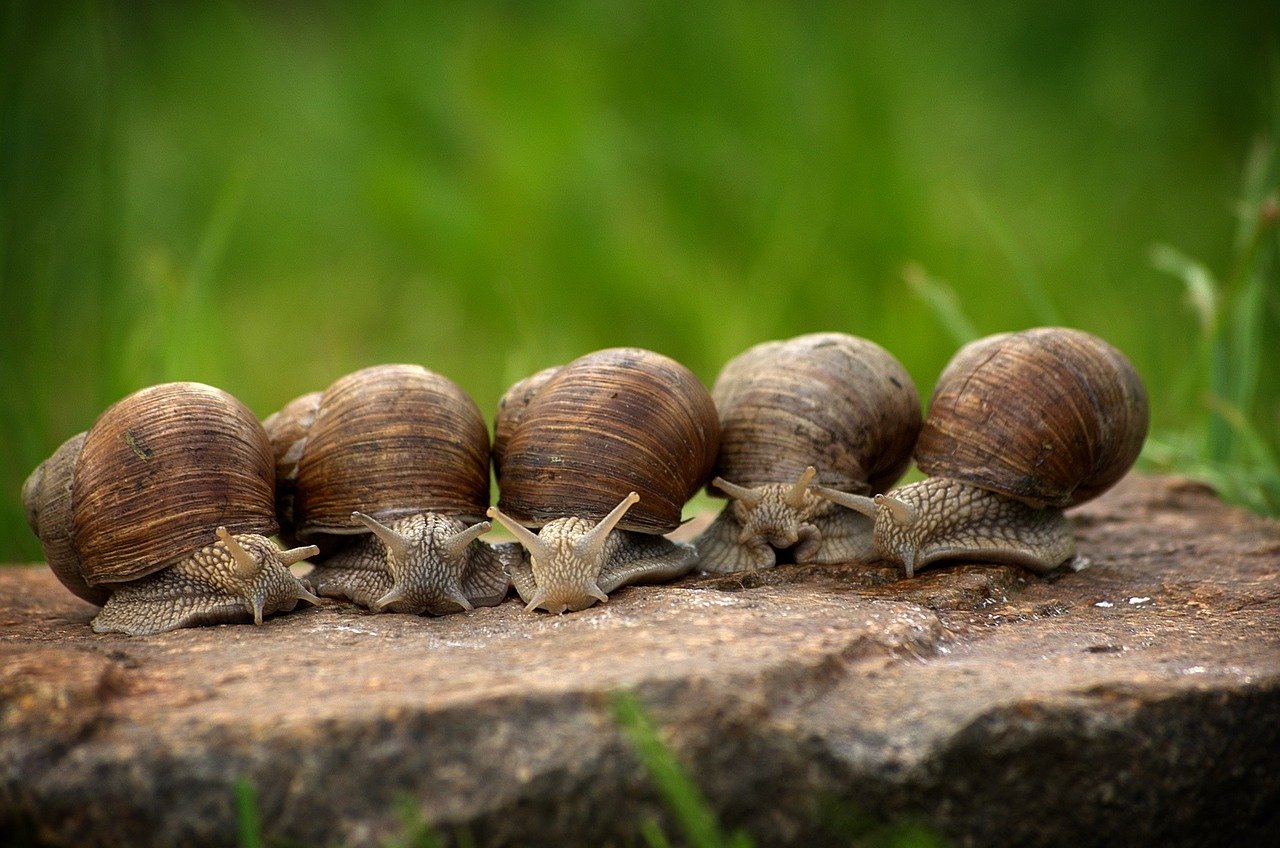La Ferme aux Escargots d'Arno à Mieussy