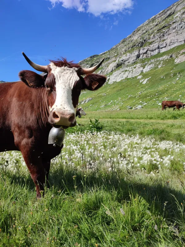 La Ferme des Tines