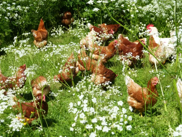 La Ferme du Brevon