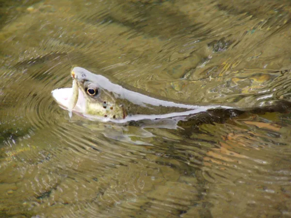 Pêche dans la Dranse d'Abondance