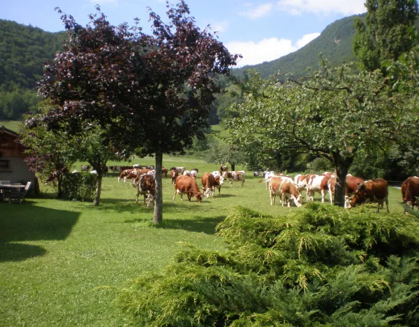 jardin arboré