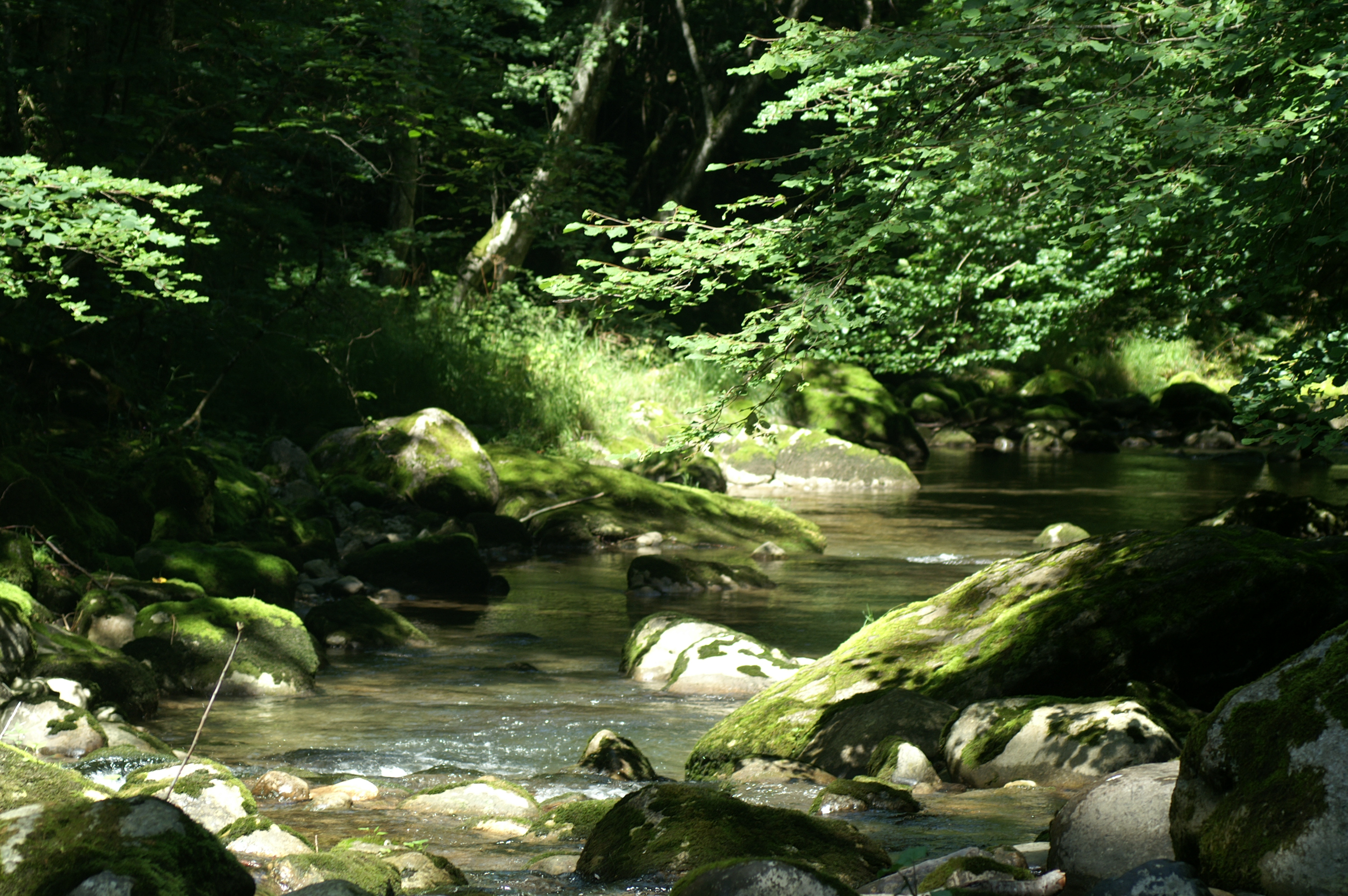Le Brevon à Bellevaux
