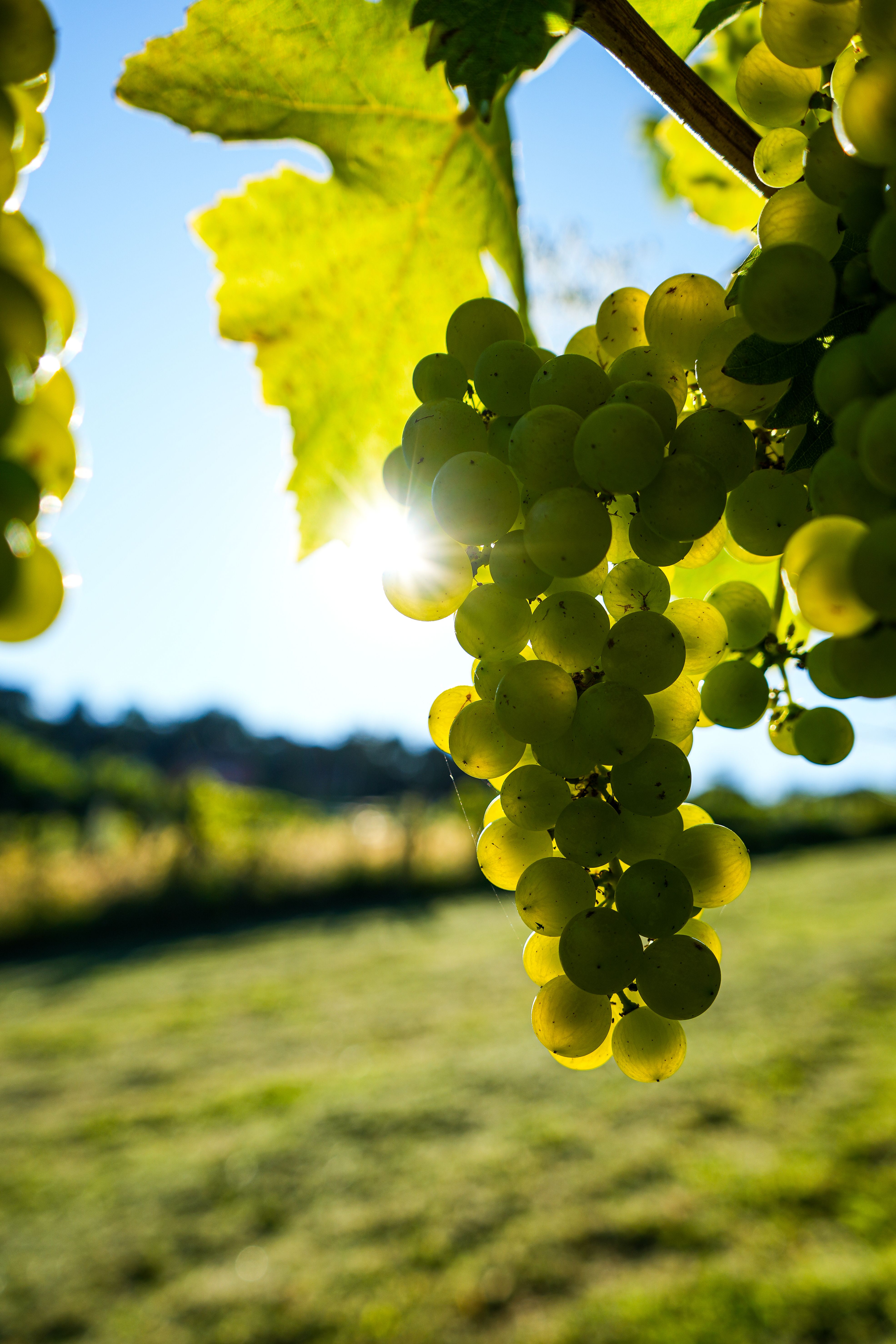 Image de raisins dans des vignes