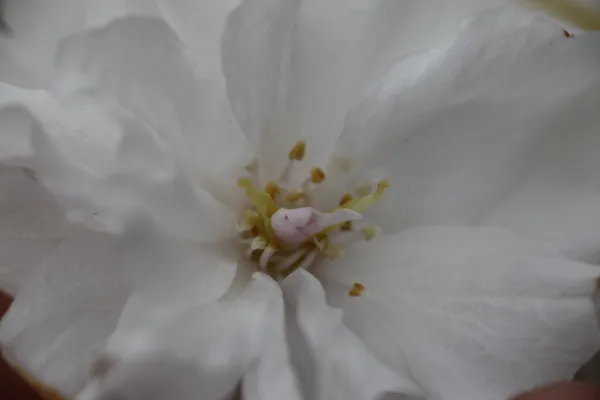 Prunus serrulata "Fugenzô"