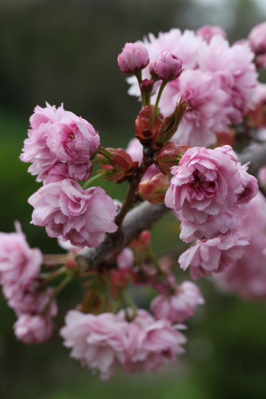 Prunus serrulata "Kiku Shidare Zakura"