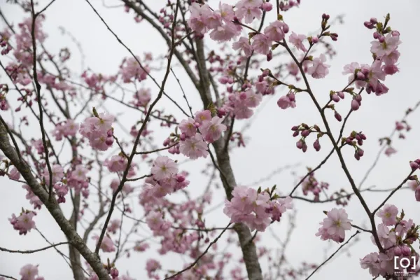 Prunus serrulata "Matsumae Beni Yutaka"