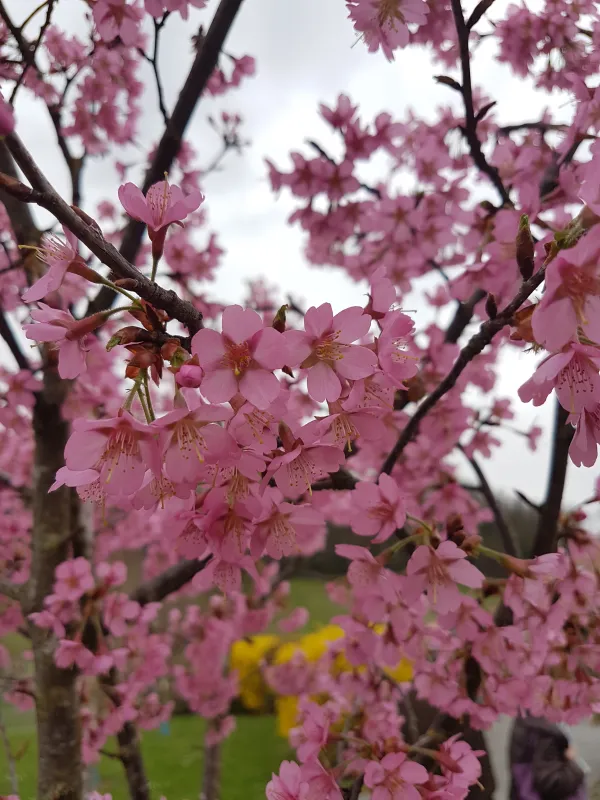 Prunus x "Okame"