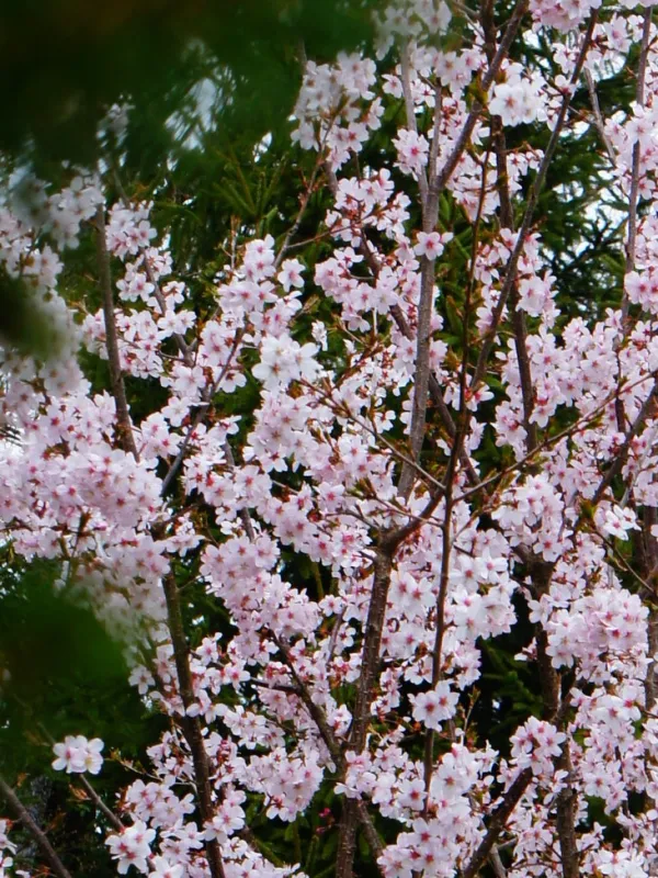 Prunus x "Tilstone Hellfire"