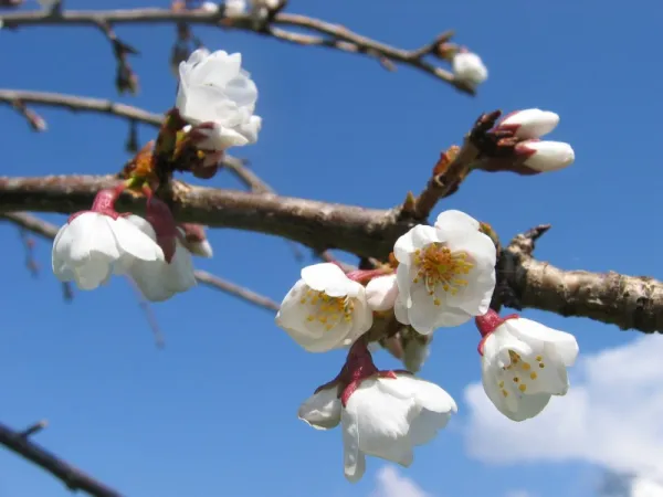 Prunus x yedoensis "Shidare Yoshino"