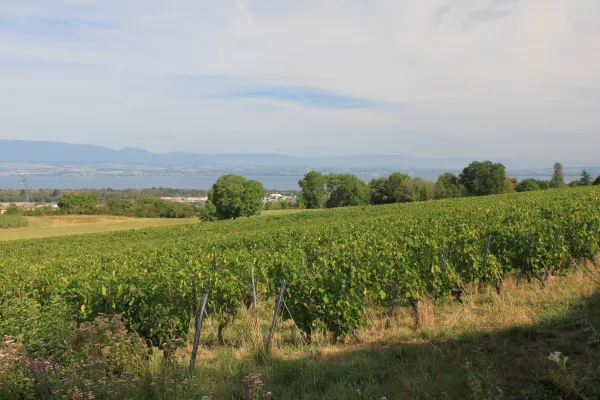 Vue sur les vignes