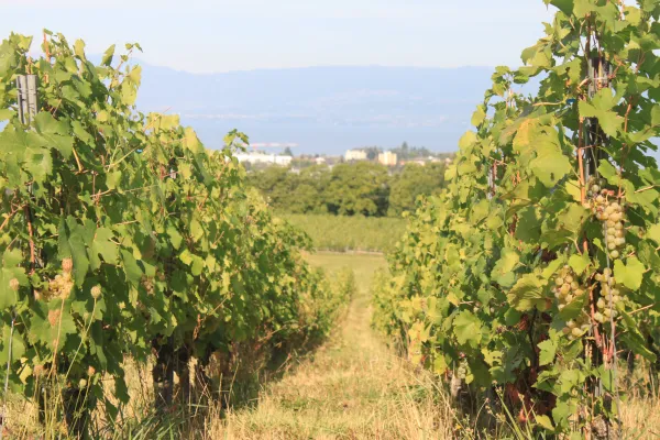 Dans le vignoble