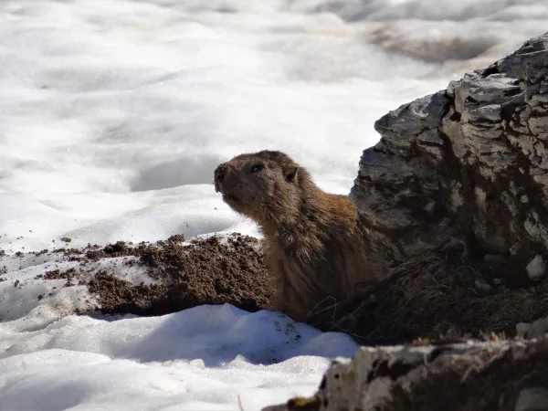 Le réveil de la marmotte