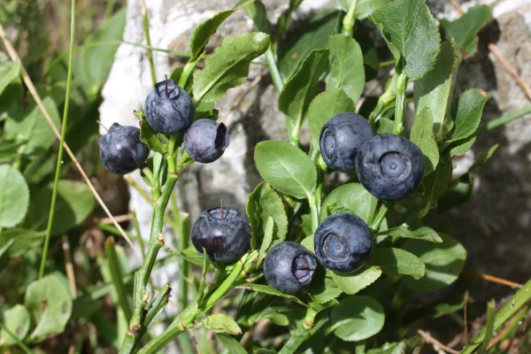 Myrtilles à Praz de Lys Sommand