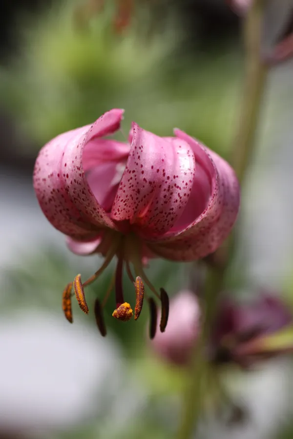 Fleurs à Praz de Lys Sommand