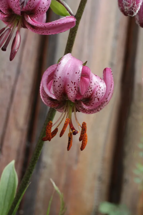 Fleurs à Praz de Lys Sommand