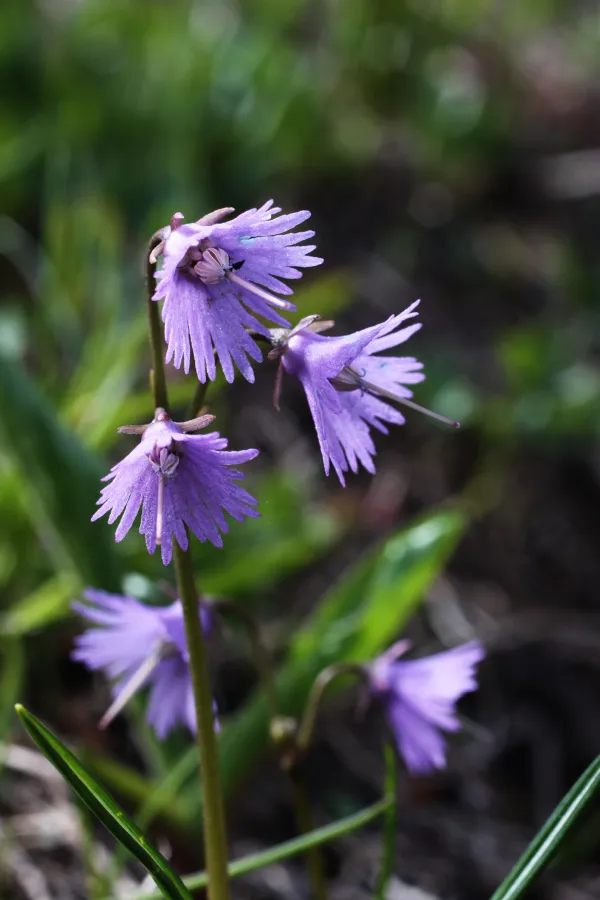 Fleurs à Praz de Lys Sommand