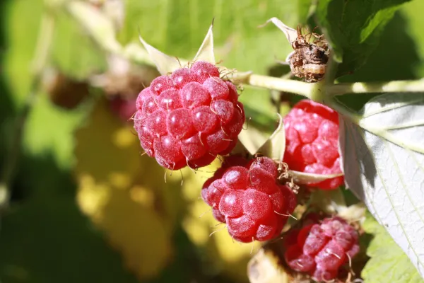 Framboises à Praz de Lys Sommand