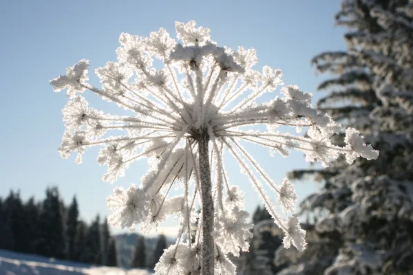 Praz de Lys Sommand en hiver