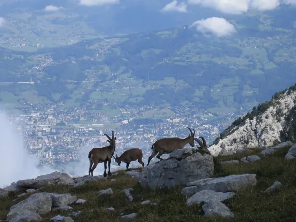 Bouquetins à Praz de Lys Sommand