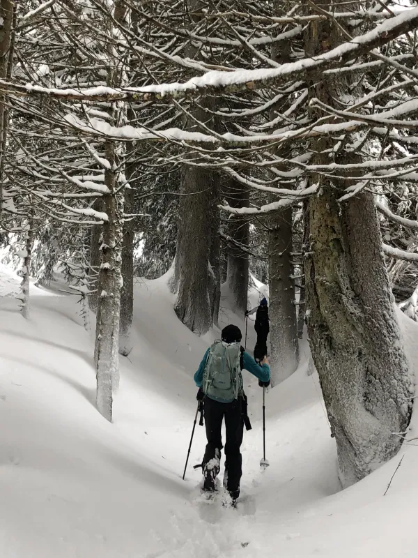La forêt des Rutines