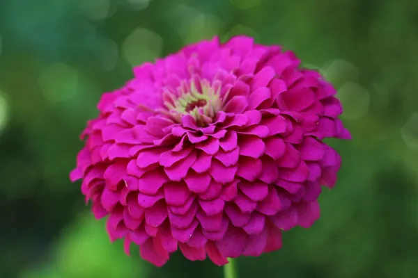 Fleur de la roseraie