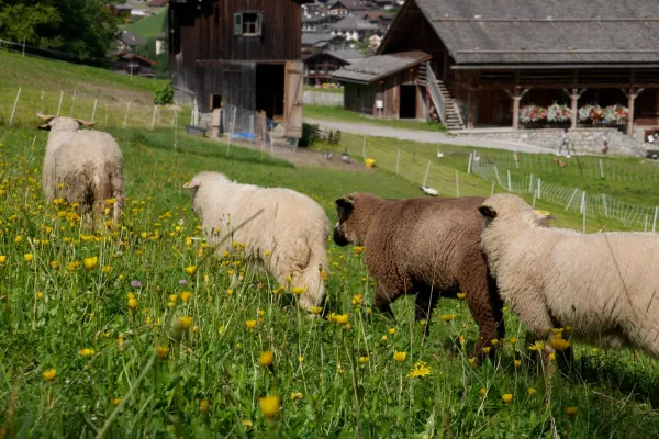 Les petits fermiers