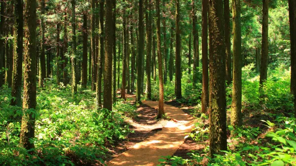 Samedi en forêt