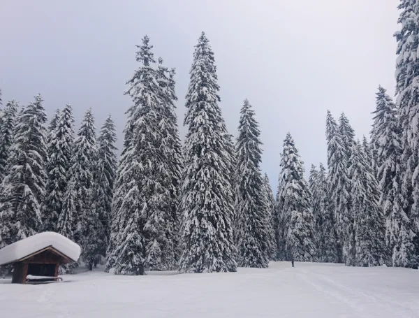 Magical Snow Treks