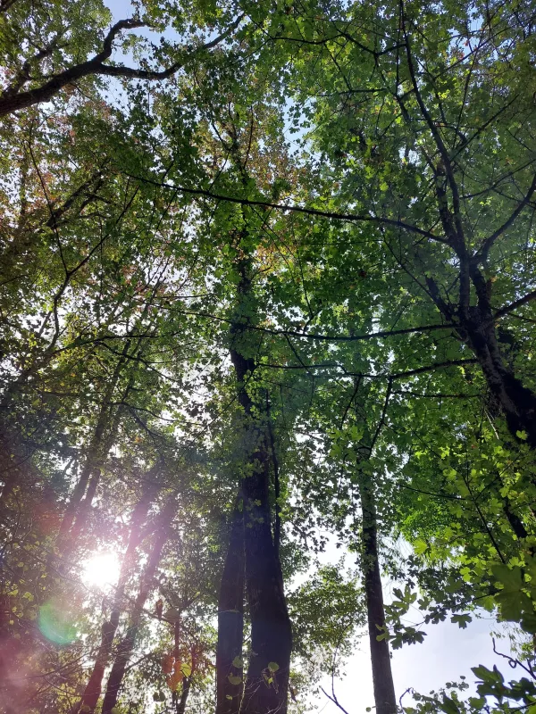 Sophro-balades et ateliers en plein air de sophrologie caycédienne