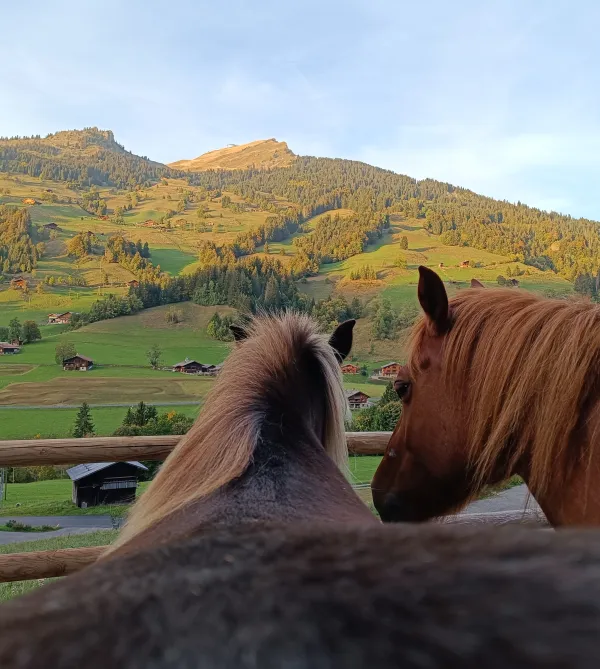 Médiation équine au Grand-Bornand