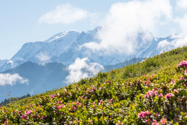 Massif de fleur sur Megève