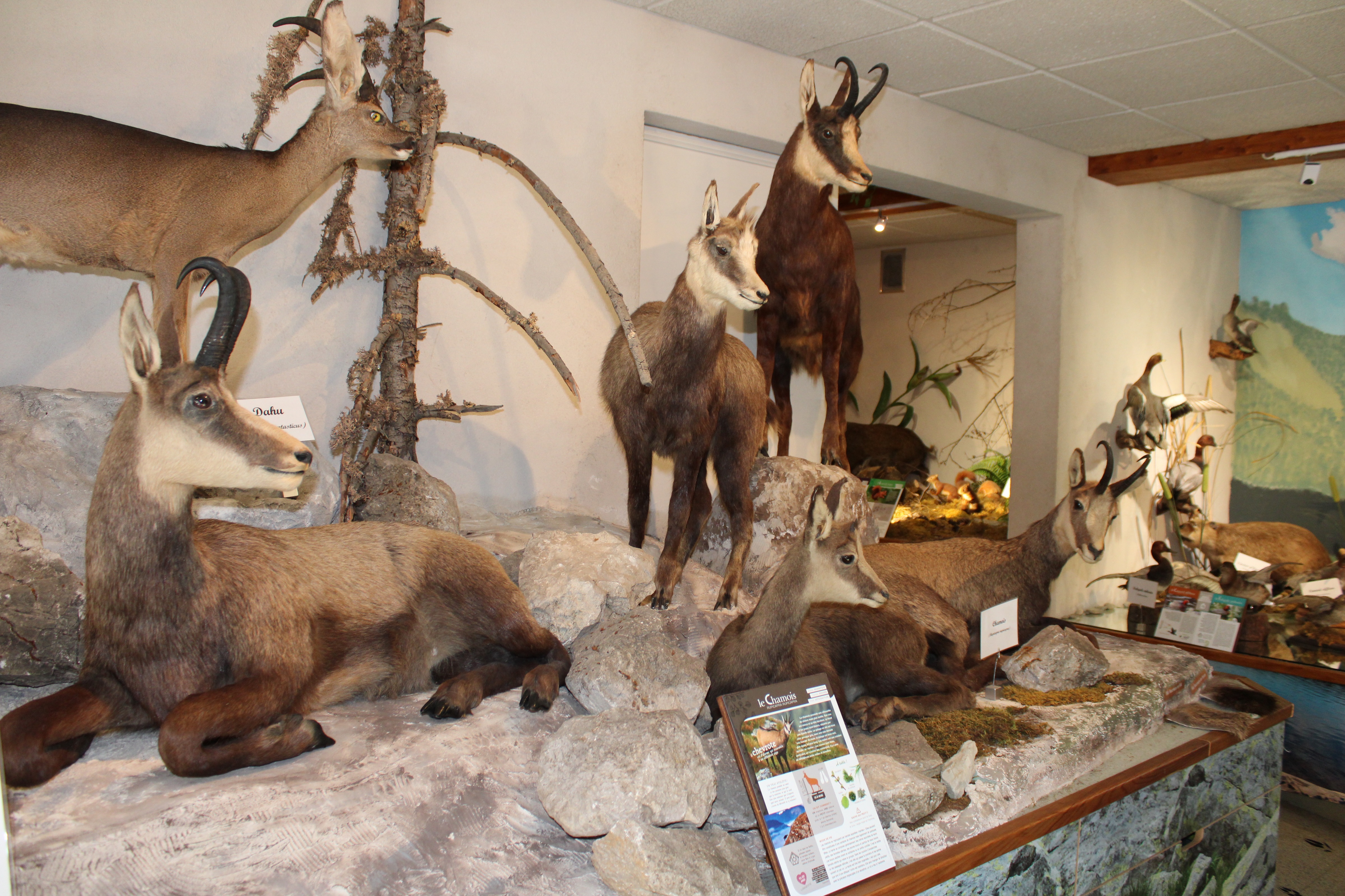 Chamois et dahu