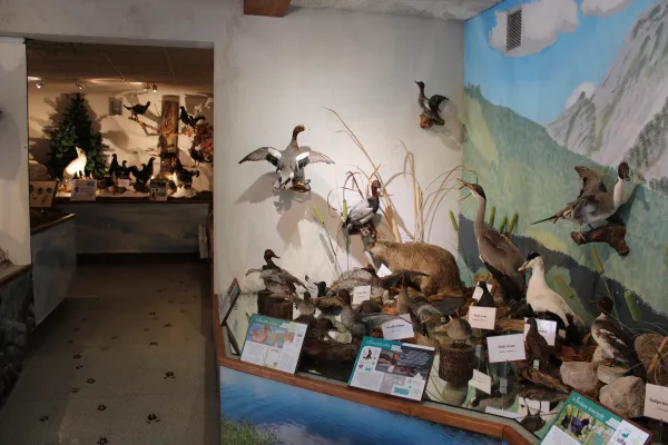 Animaux des zones humides