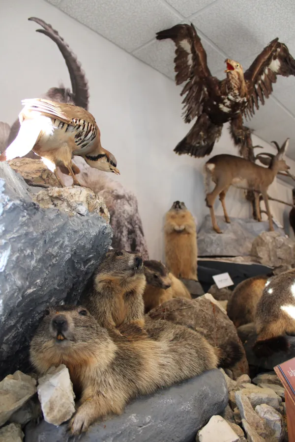 Aigle et marmottes