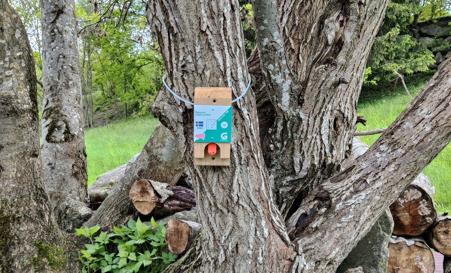 balise arbre