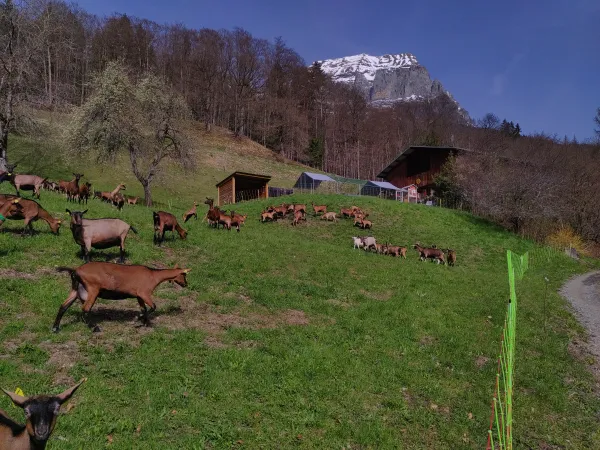 Visite à la ferme des Cabrettes