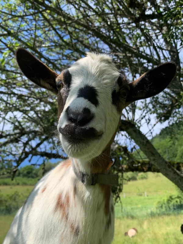 Visite de la ferme d'animation