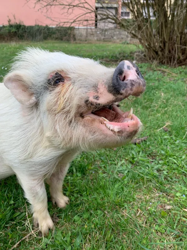 Visite de la ferme d'animation_Lullin