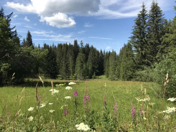 Plateau de Loëx