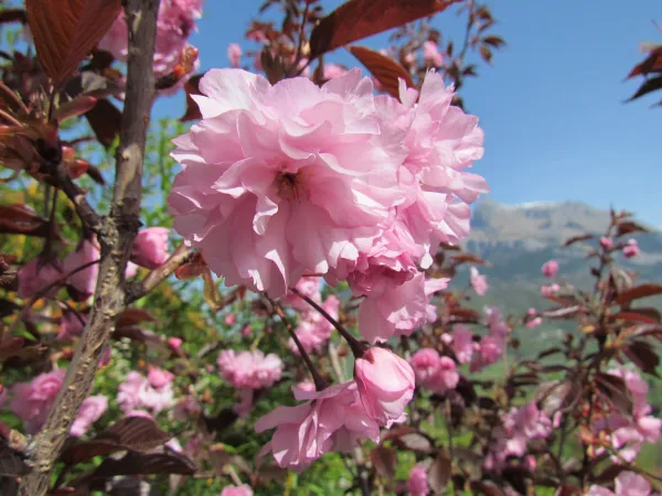 Prunus serrulata "Royal Burgundy" à Choisy