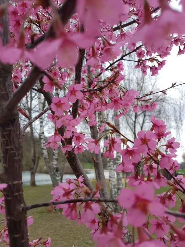 Prunus sargentii "Columnaris"