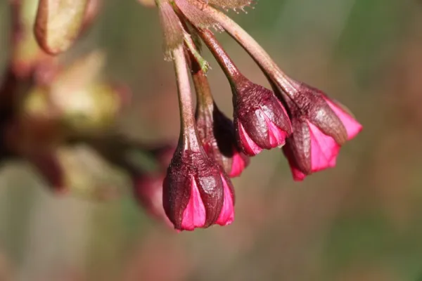 Prunus serrulata "Amanogawa"