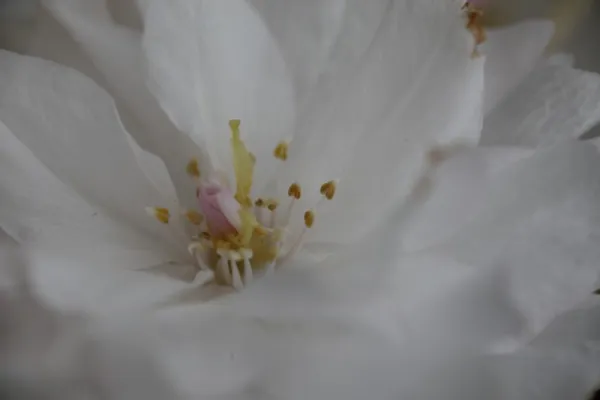 Prunus serrulata "Fugenzô"