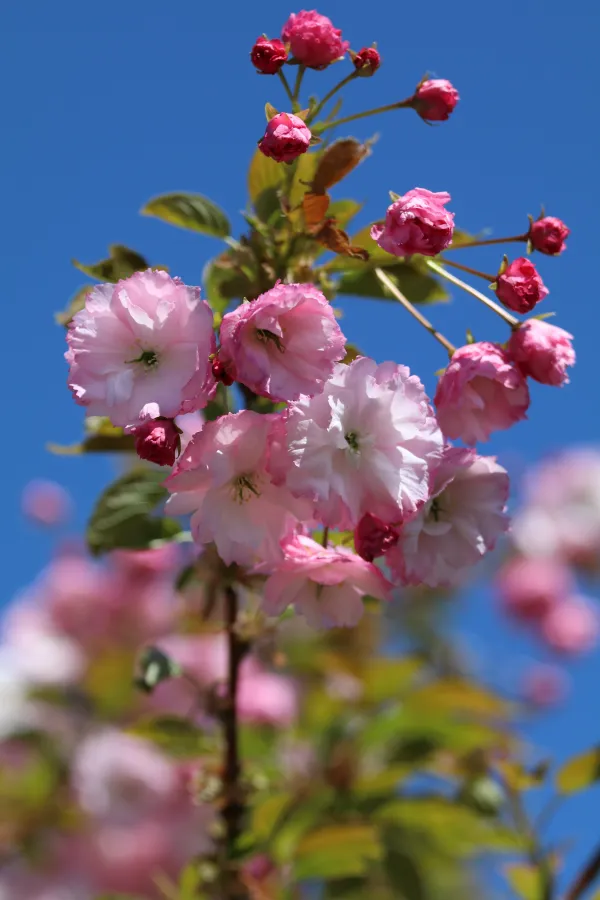 Prunus serrulata "Little Pink Perfection"