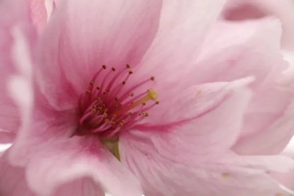 Prunus serrulata "Matsumae Beni Yutaka"