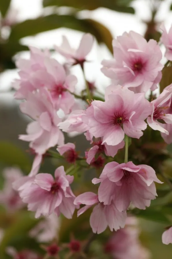 Prunus serrulata "Matsumae Beni Yutaka"