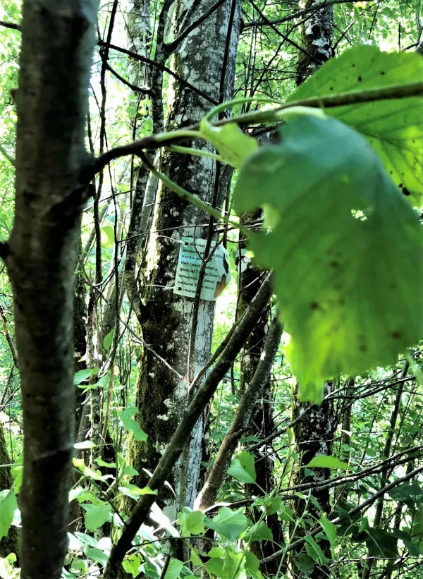 Parcours en forêt
