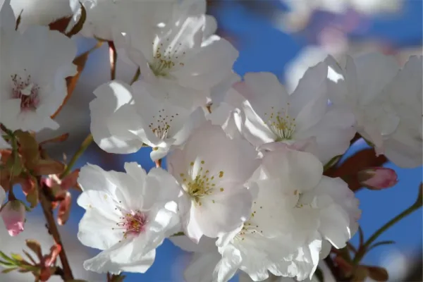 Prunus serrulata "Matsumae fûki"